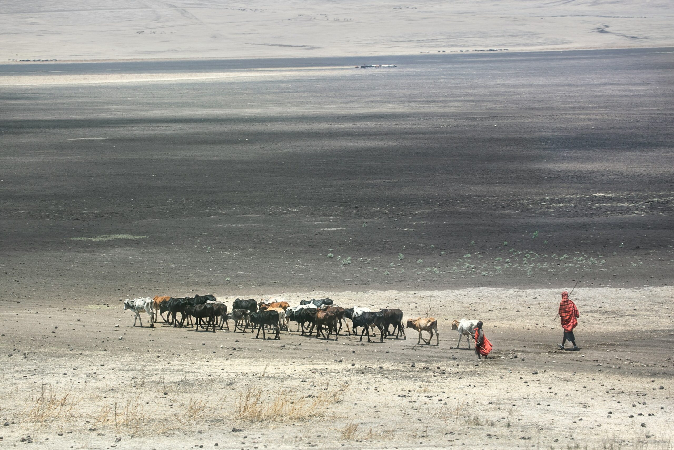 Optimize Animal Feed with the Power of Salt 1 Optimize Animal Feed with the Power of Salt